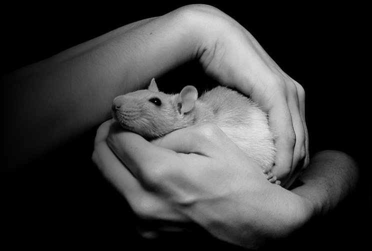 rat entre les mains