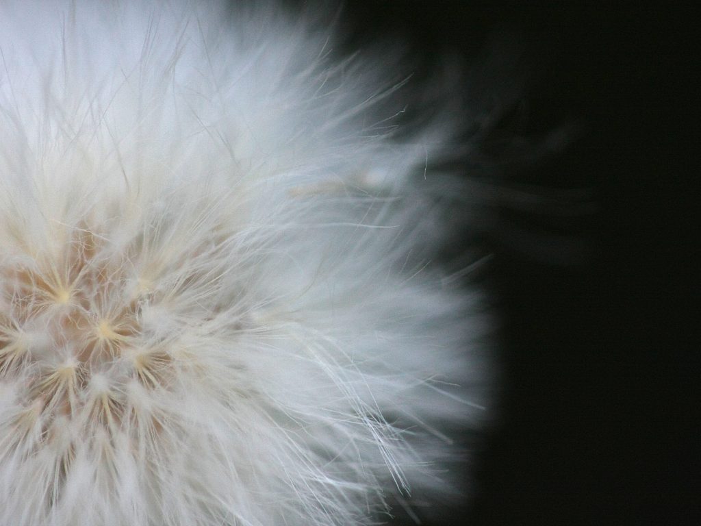 2591173931_903a9ff61d_o