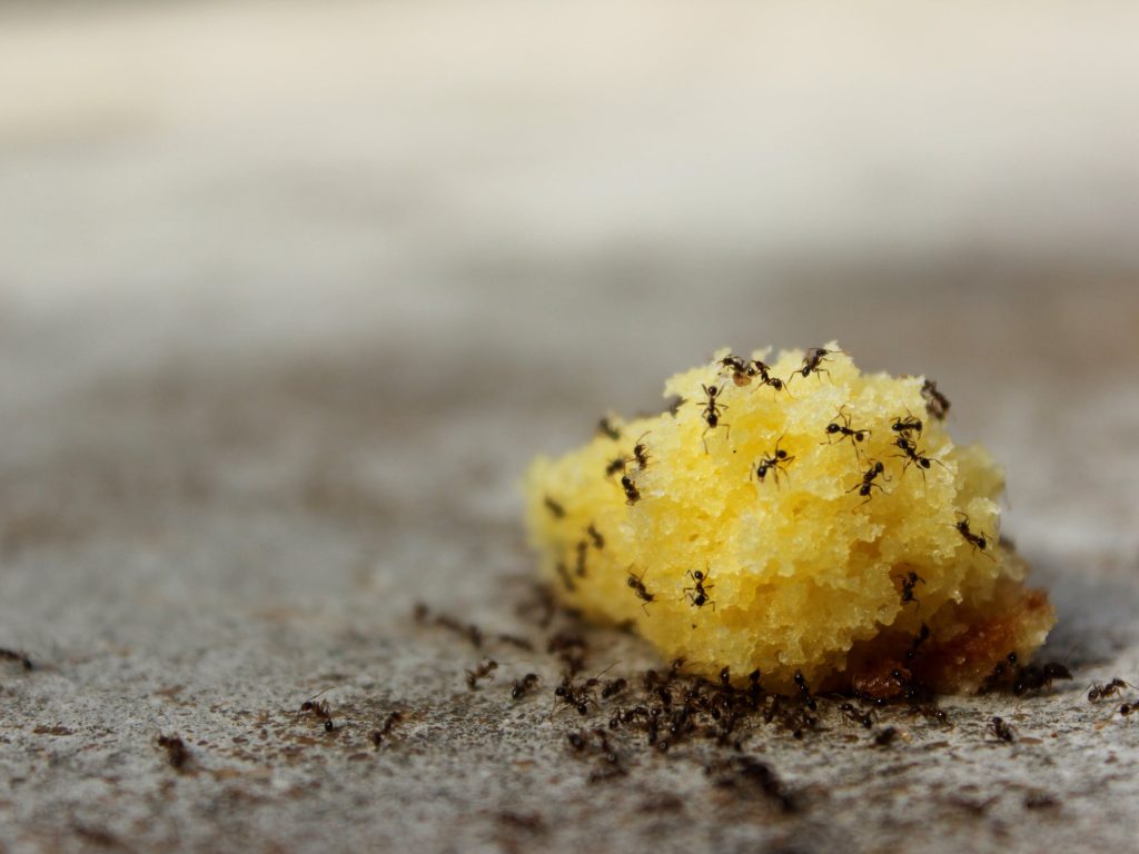 pexels-photo-1253826