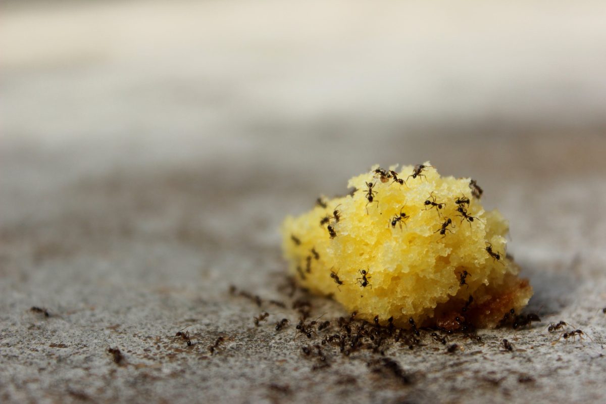 pexels-photo-1253826