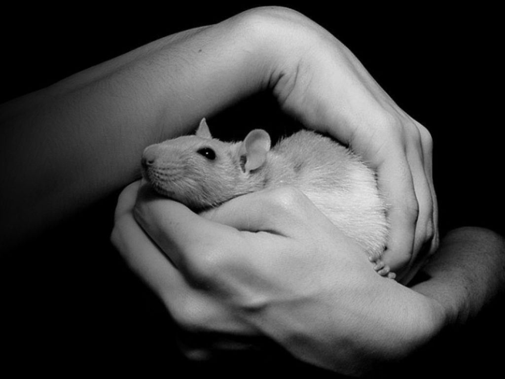 rat entre les mains
